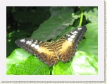 Butterfly 5 at Conservatory - Niagara * 2592 x 1944 * (1.27MB)